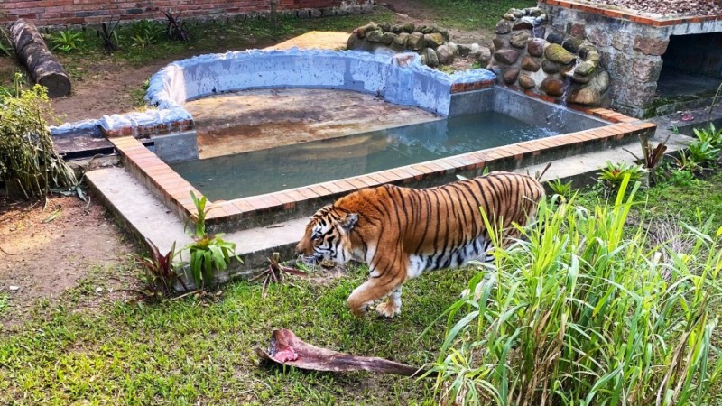 Dan, tigre do Parque Zoológico de Sapucaia, ganha nova casa.