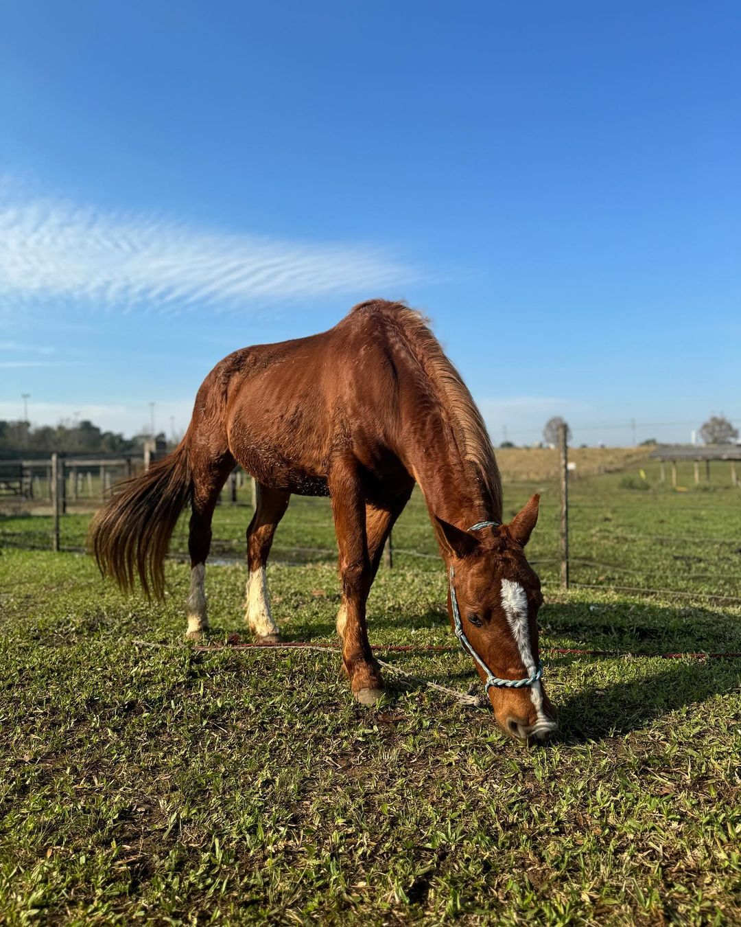 EXPOINTER: Veterinário relata experiência inédita no tratamento de síndrome rara diagnosticada em cavalos resgatados das enchentes