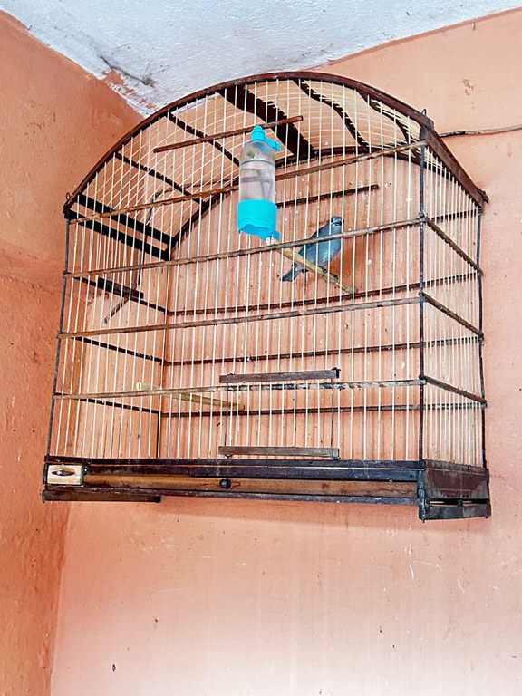 PF deflagra Operação Aracê e cumpre 36 mandados para combater tráfico e comércio ilegal de aves silvestres