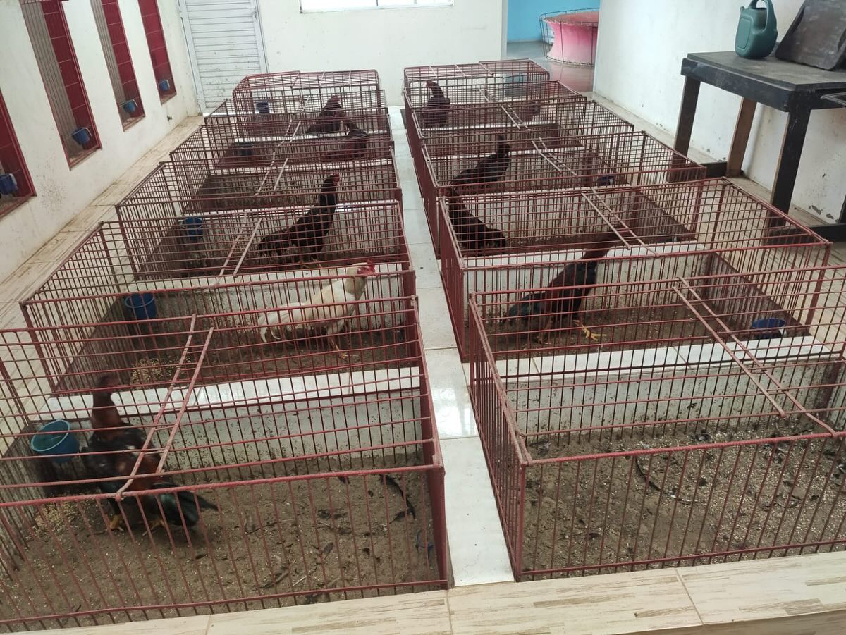 CABM flagra rinha de galos no Litoral Norte do RS