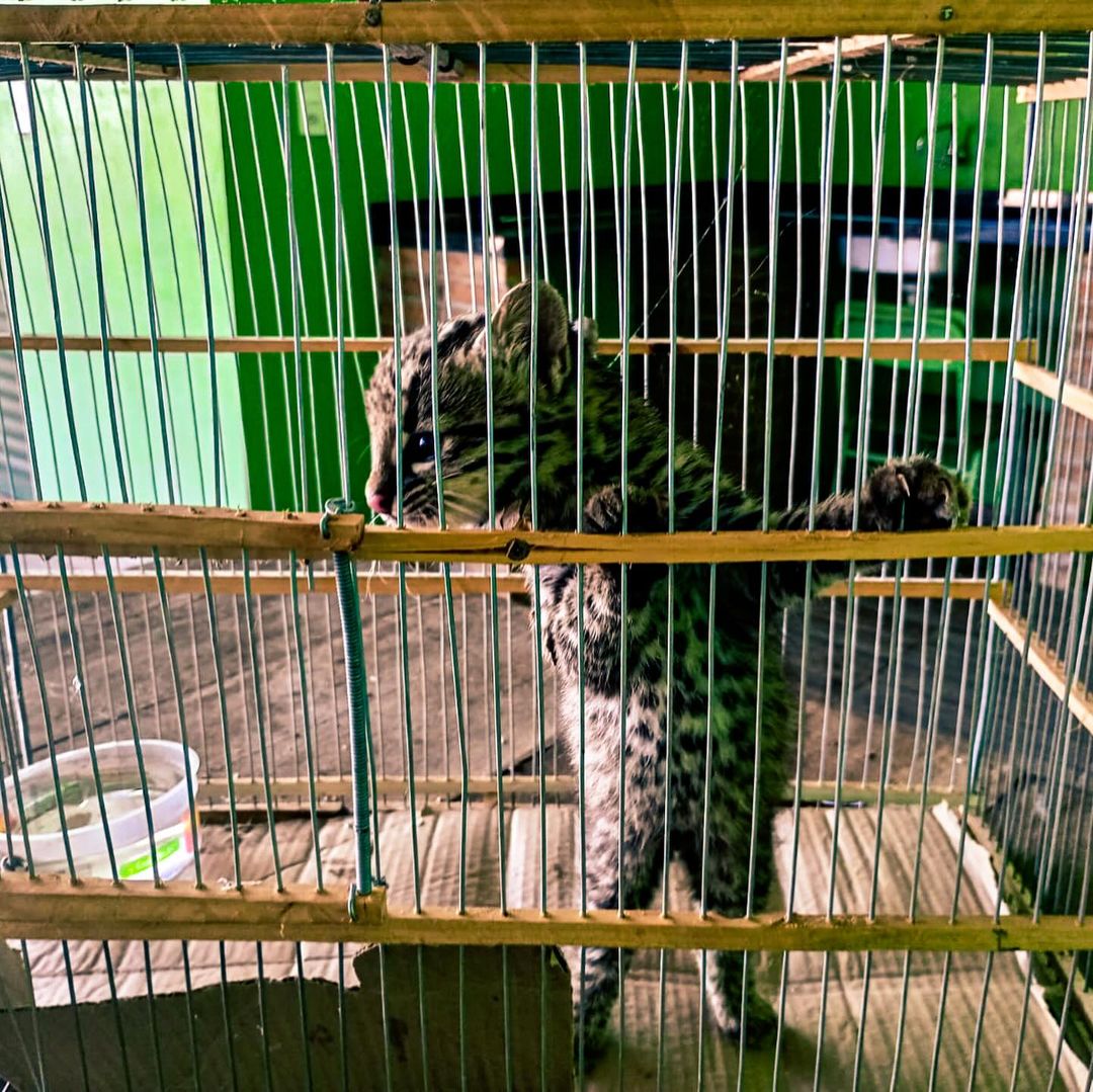 Brigada Militar resgata filhote de gato-do-mato-pequeno em São Borja