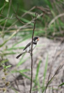 Problema na TI do IBAMA gera transtornos e dúvidas entre criadores