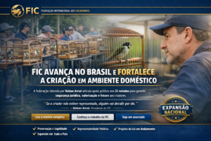 FIC amplia atuação no Brasil e reforça importância da articulação política para a criação em ambiente doméstico